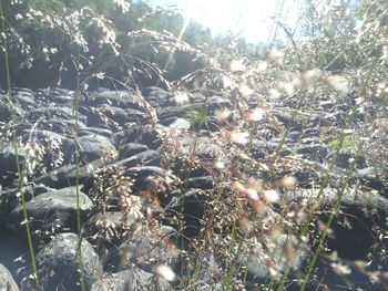 Sun shining through plants