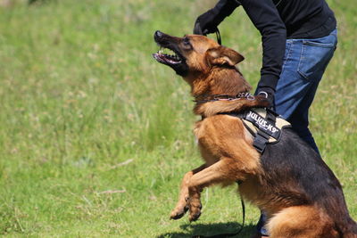 Dog on grassy field