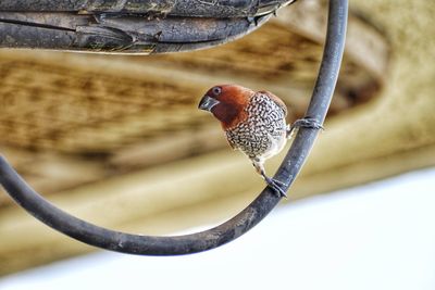 Close-up of bird perching on branch