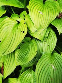 Full frame shot of green leaves