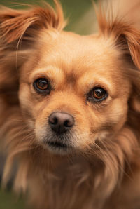 Close-up portrait of dog