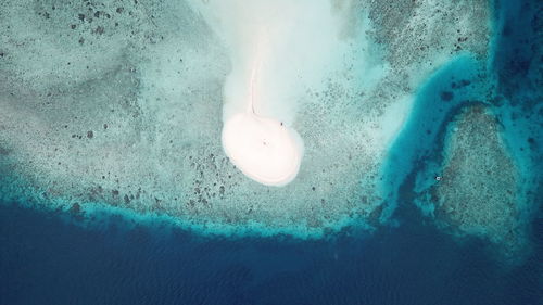 Close-up of jellyfish swimming in sea