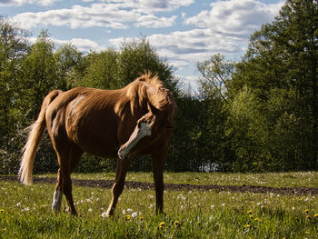 Horse in a field