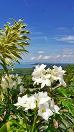 Close-up of white flowering plants against sky