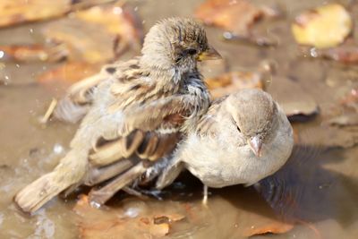 Close-up of birds in lake