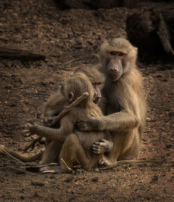 A family of baboons close up