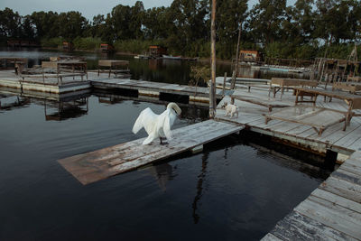 View of an animal in swimming pool