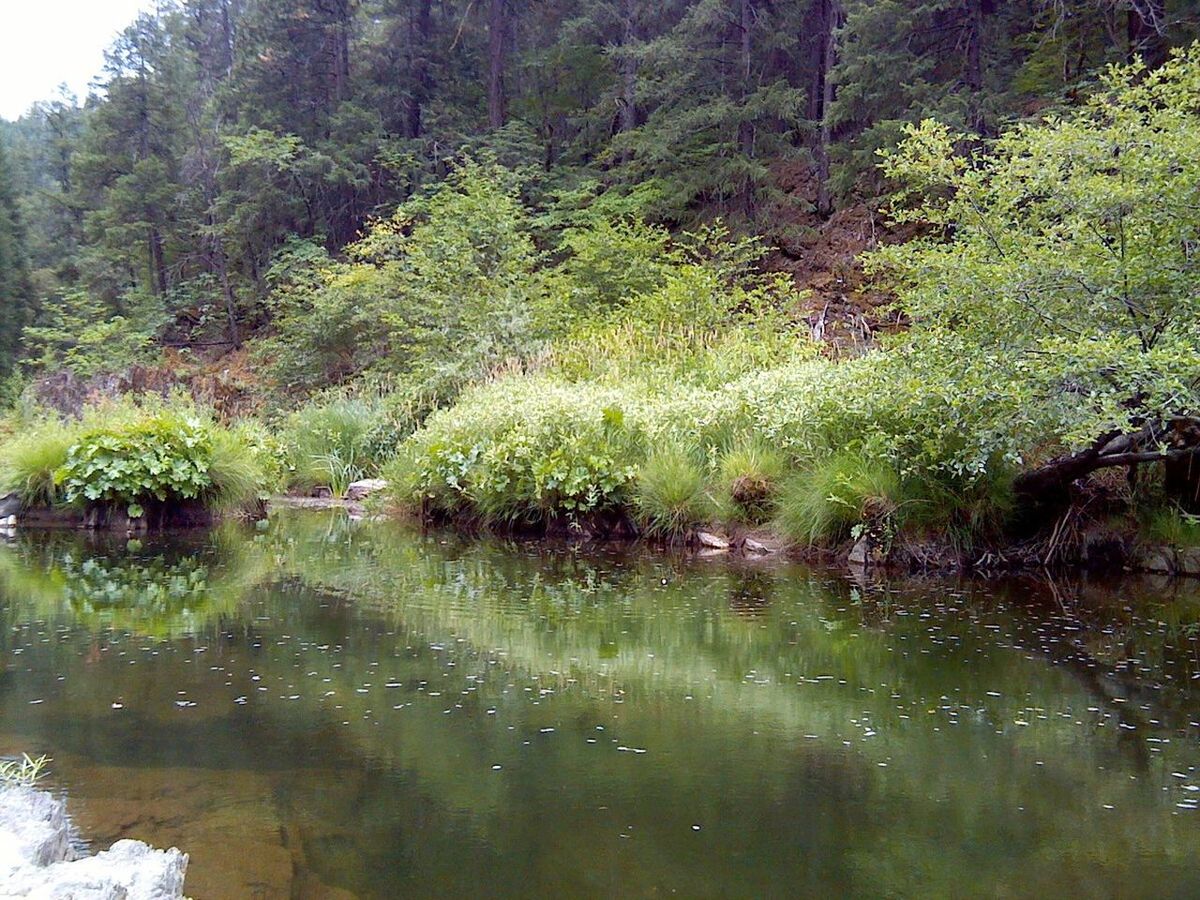 water, tree, tranquility, growth, tranquil scene, reflection, beauty in nature, green color, nature, scenics, lake, plant, waterfront, forest, idyllic, pond, river, lush foliage, day, green