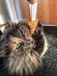 Close-up portrait of a cat