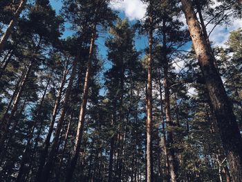 Low angle view of trees in forest