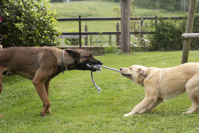Malinois dog and tan crossbreed puppy playing in the garden pulling a rope