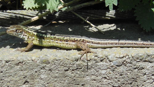 Close-up of lizard on wall