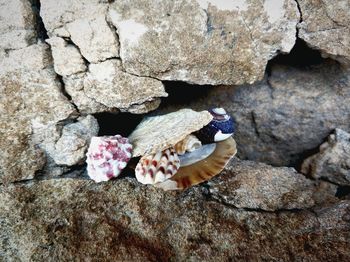 Close-up of peacock on rock