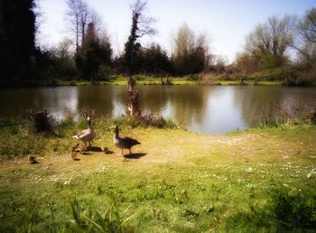 Ducks in pond