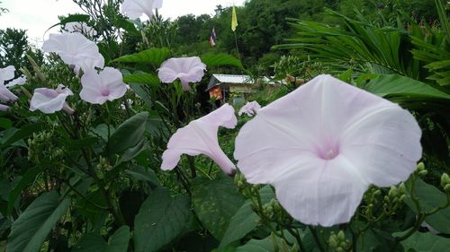 Close-up of white flowering plants