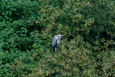 View of a bird on rock