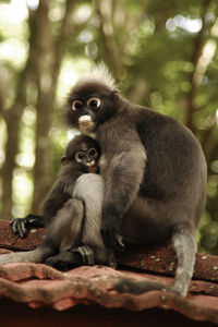 Portrait of two dogs sitting in forest
