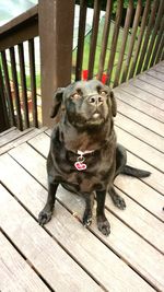 Dog lying on wooden floor