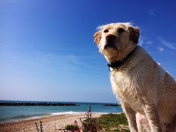 Dog on beach against clear sky