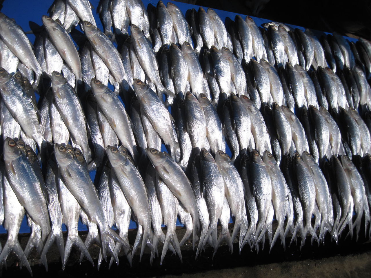 CLOSE-UP OF FISH FOR SALE