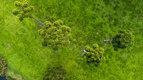 High angle view of plants on field
