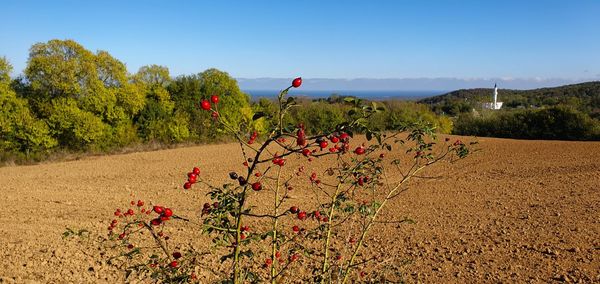 Flowering plants on field against sky