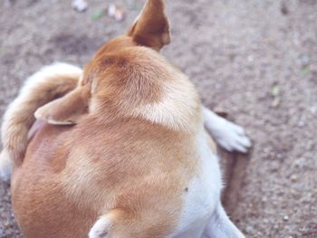 Close-up of dog sitting outdoors