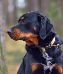 Close-up of a dog looking away