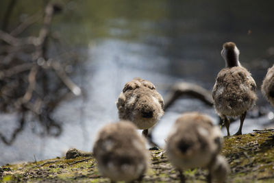 Canadian goose kids