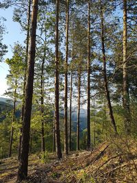 Trees in forest against sky