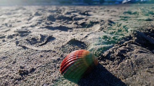 Close-up of seashell on beach