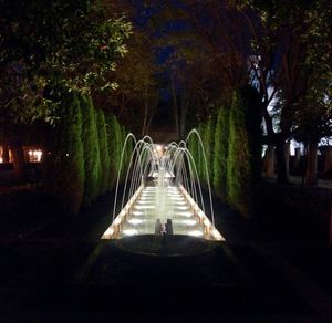 View of trees at night