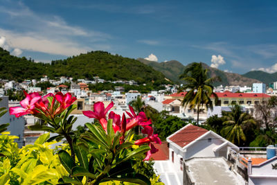 Pink flowering plants by buildings in city against sky