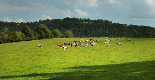 Cows on grassy field