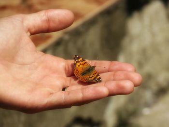 Close-up of butterfly on hand