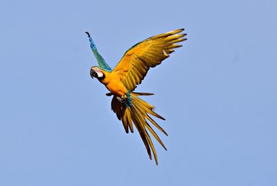 Low angle view of bird flying in sky