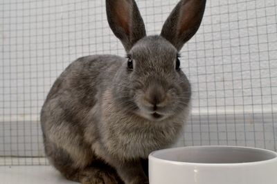 Portrait of rabbit in cage