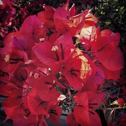 Close-up of red flowers