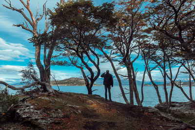 Tree by sea against sky