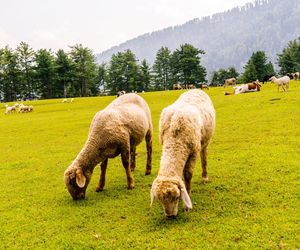 Sheep grazing in a field