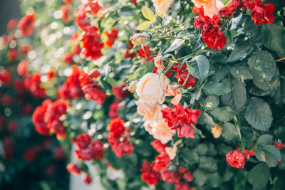 Close-up of red flowering plants