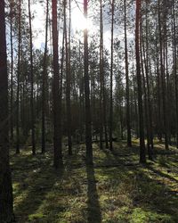 Trees in forest