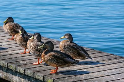 Duck swimming in lake