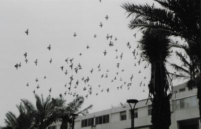 Low angle view of birds flying against sky