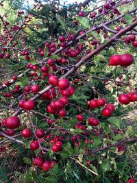 Low angle view of cherries on tree