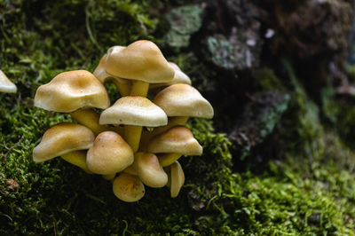 Close-up of mushrooms growing on field