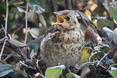 Close-up of a young thrush calling to its mother