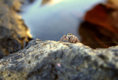 Close-up of jumping spider on rock