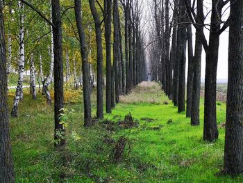 Trees growing in forest