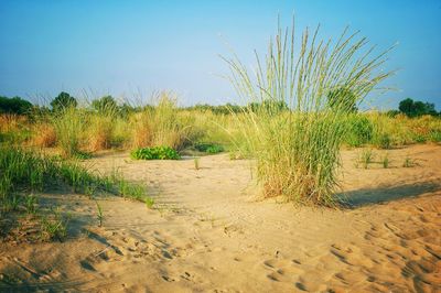 Scenic view of land against clear sky